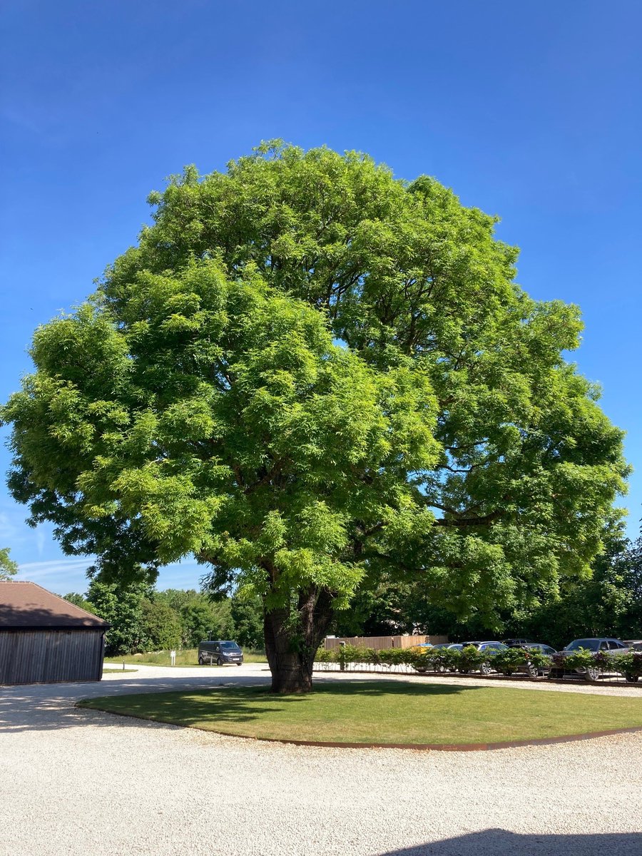 You may remember seeing our head office tree adorned with lights for the Christmas festive period, well it looks just as stunning on a summer blue skies day! #collyweston <a href="/Collyweston/">Collyweston</a> <a href="/Tweastonthehill/">Easton On The Hill</a> #workfamily #nature #beautifultree