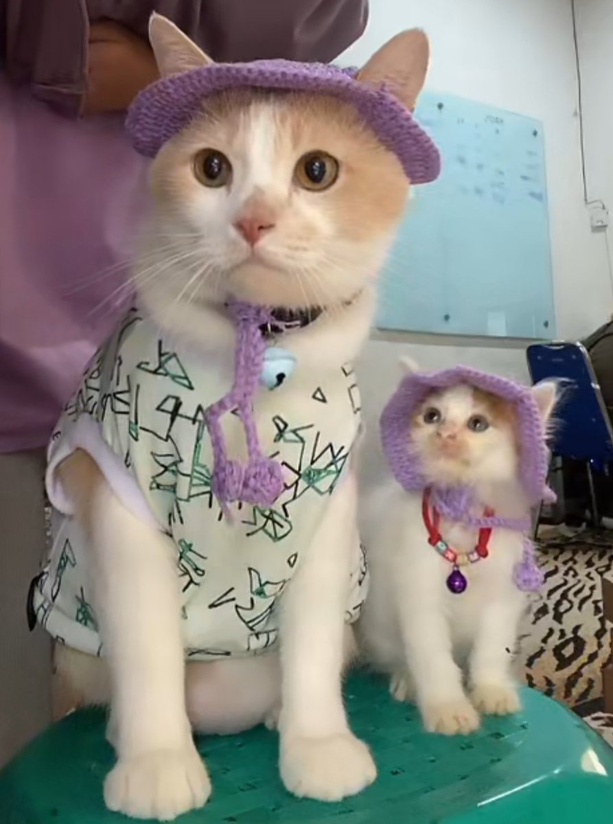 kochengfs's tweet image. 🐈 pororo sekarang ada versi share in jar ya?