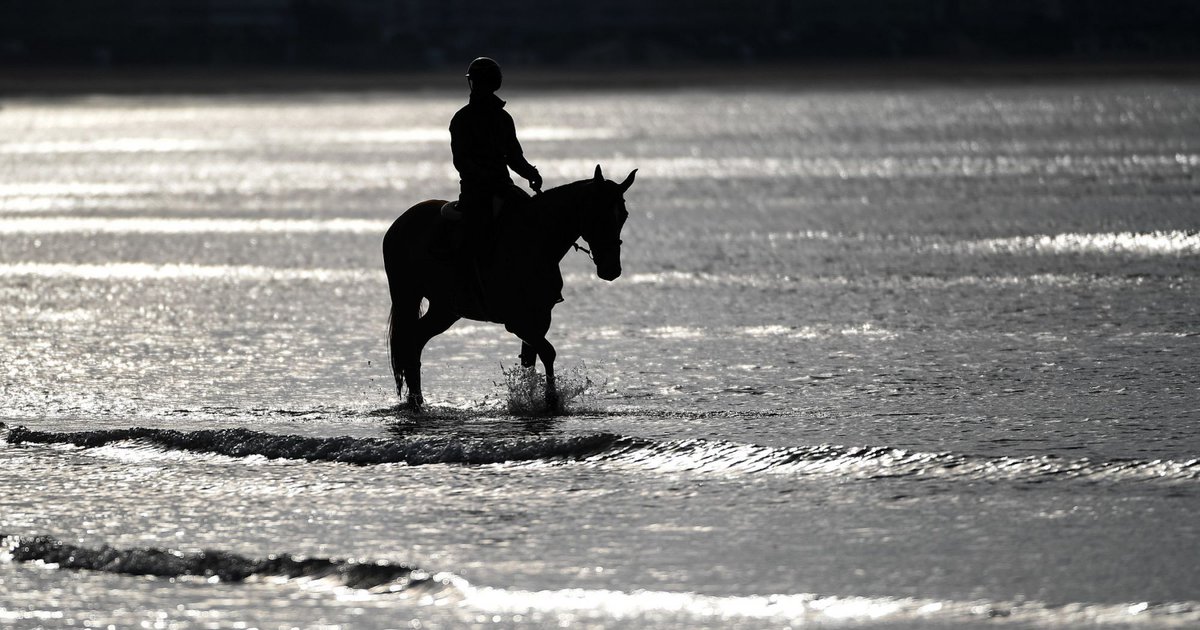 Grab your sunglasses, we’re going to the beach! 😎🏝

If you're planning a beach ride be sure to keep both you and your horse safe. 🌊

Even the best behaved horses can find new environments overwhelming!

Prep your perfect day out. 👇
fei.org/stories/lifest…