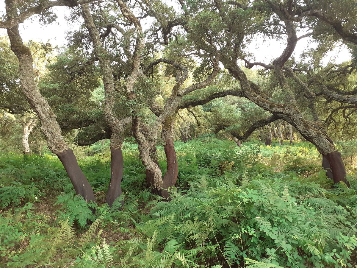 concettodeluca's tweet photo. Felci e #querce in #Sardegna . https://t.co/W3tHtUAWTZ