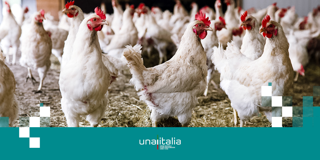 _Unaitalia's tweet photo. Presidente #Forlini su #ilfuturodellafiliera avicola: ripensare la strategia alimentare per sfruttare la PAC e il PNRR per essere autosufficienti, aumentare la capacità produttiva sul medio-lungo periodo ed evitare le speculazioni sui beni primari
#AssembleaUnaitalia2022 https://t.co/vEtHTdPh7F