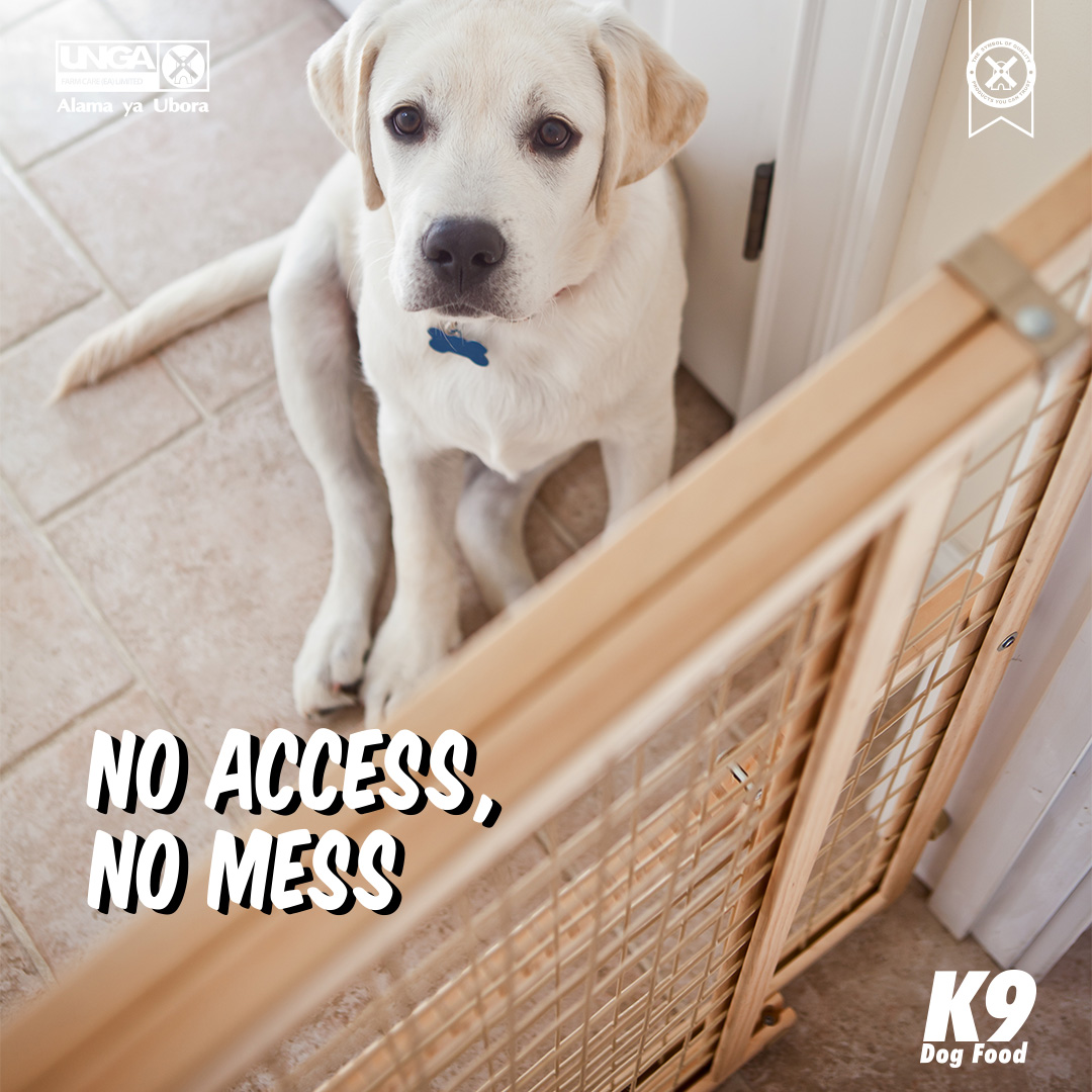 Pups like babies love a bit of mischief that might be dangerous. For peace of mind place safety gates to restrict movements around the house.
#K9DogFood #ABowlfulOfCheer