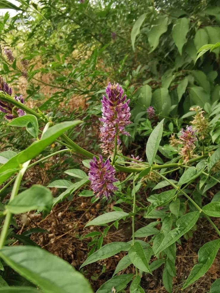 WBAG1985's tweet photo. Great to find so rich #plants species in #Shahe Wetlands, #Beijing
Some common terrestrial plants have been recorded during this survey on #biodiversity
#NatureBeauty #Flowers #nature https://t.co/r7uQgsqdbb