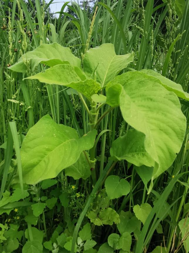 WBAG1985's tweet photo. Great to find so rich #plants species in #Shahe Wetlands, #Beijing
Some common terrestrial plants have been recorded during this survey on #biodiversity
#NatureBeauty #Flowers #nature https://t.co/r7uQgsqdbb