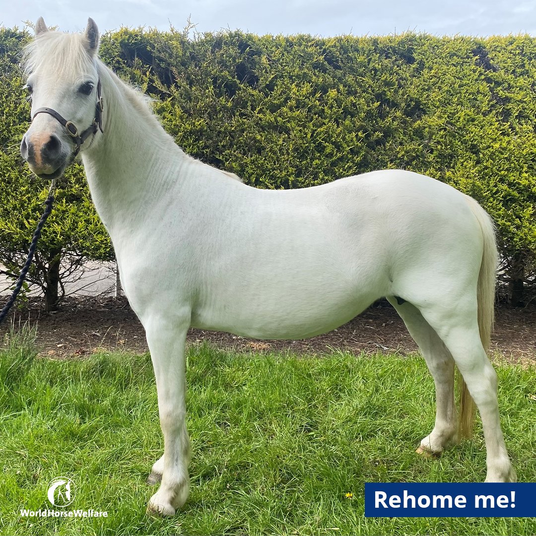 HorseCharity's tweet image. Meet this week’s #HorseoftheWeek - Llanalyn Daisy May! 

Daisy May is one of the 40 Welsh ponies that was rescued before Christmas as part of a large multi-agency operation. Daisy May has had a complete transformation and is ready to find a new home as a companion! (1/2)