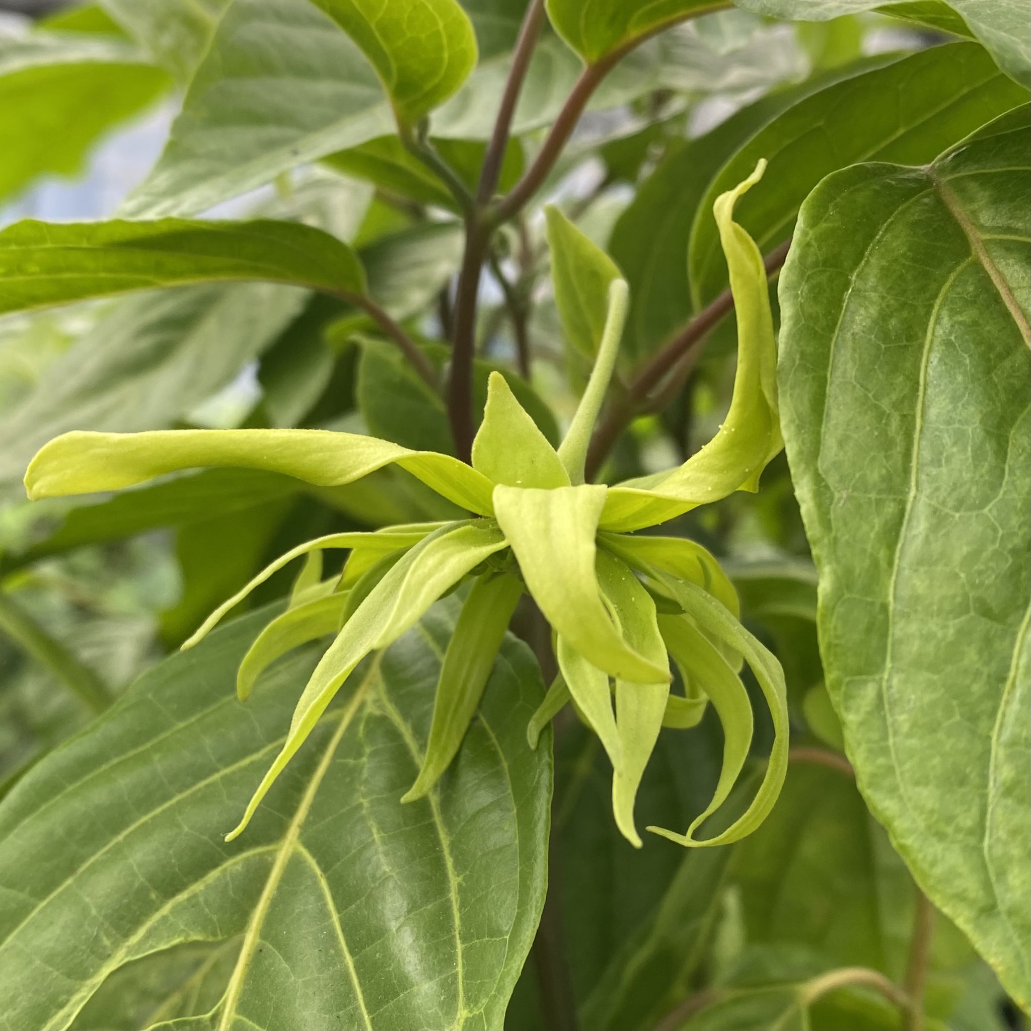 イランイランの花が開花 Twitter Search Twitter