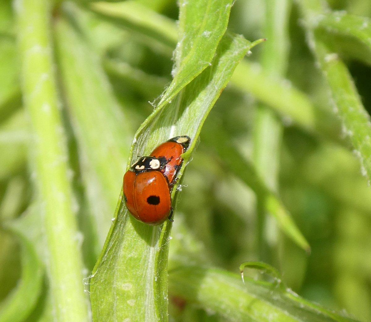 parkerjanet637's tweet photo. #ladybirds #beetle @Britnatureguide @NatureUK @AP_Magazine @BBCSpringwatch #NaturePhotographyDay #nature #photography #insects #twospot https://t.co/mc5fexDQJe