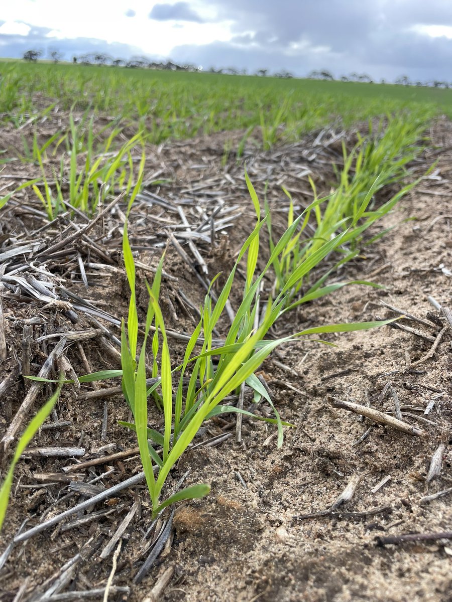 Matt Witney tweet media