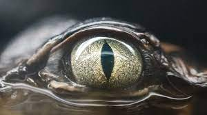 Joji baru ngeluarin lagu baru dan lumayan viral nih~
Yuk kita bahas idiom di lagunya!

Apa sih sebenarnya maksud dari lagunya?
Kenapa banyak yang protes dengan maknanya? 
Yuk kita bahas bareng-bareng!