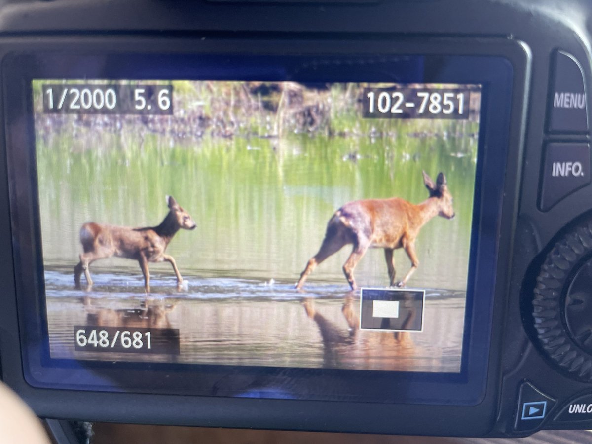 Sat in a hide @YWTPottericCarr Like being in an episode of @BBCSpringwatch @ChrisGPackham @MeganMcCubbin #Foxcubs #Blackwingedstilts #roedeerfawn & mum #muntjac #commonterns #littleegrets #yorkshirewildlife #connectwithnature