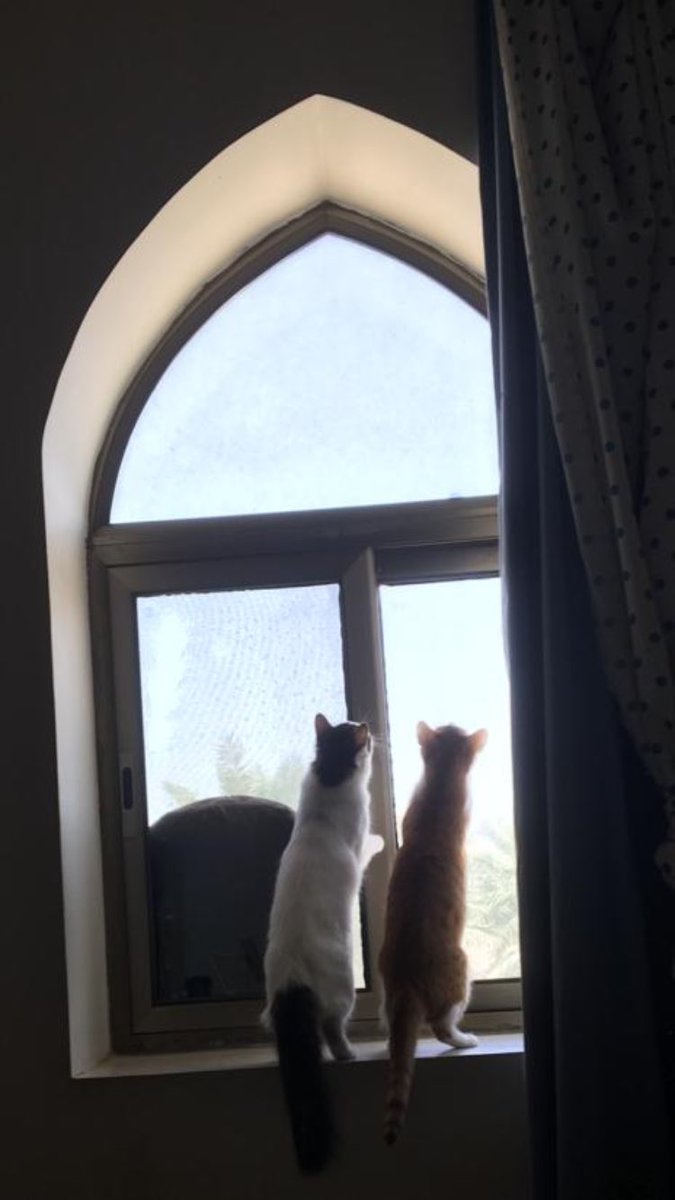 NajmaGhamdi's tweet photo. Keep trying and hang in there👻😽
#MyCat #cats #CatsOfTwitter #Caturday #PetSecrets https://t.co/l6lTWtn6XI