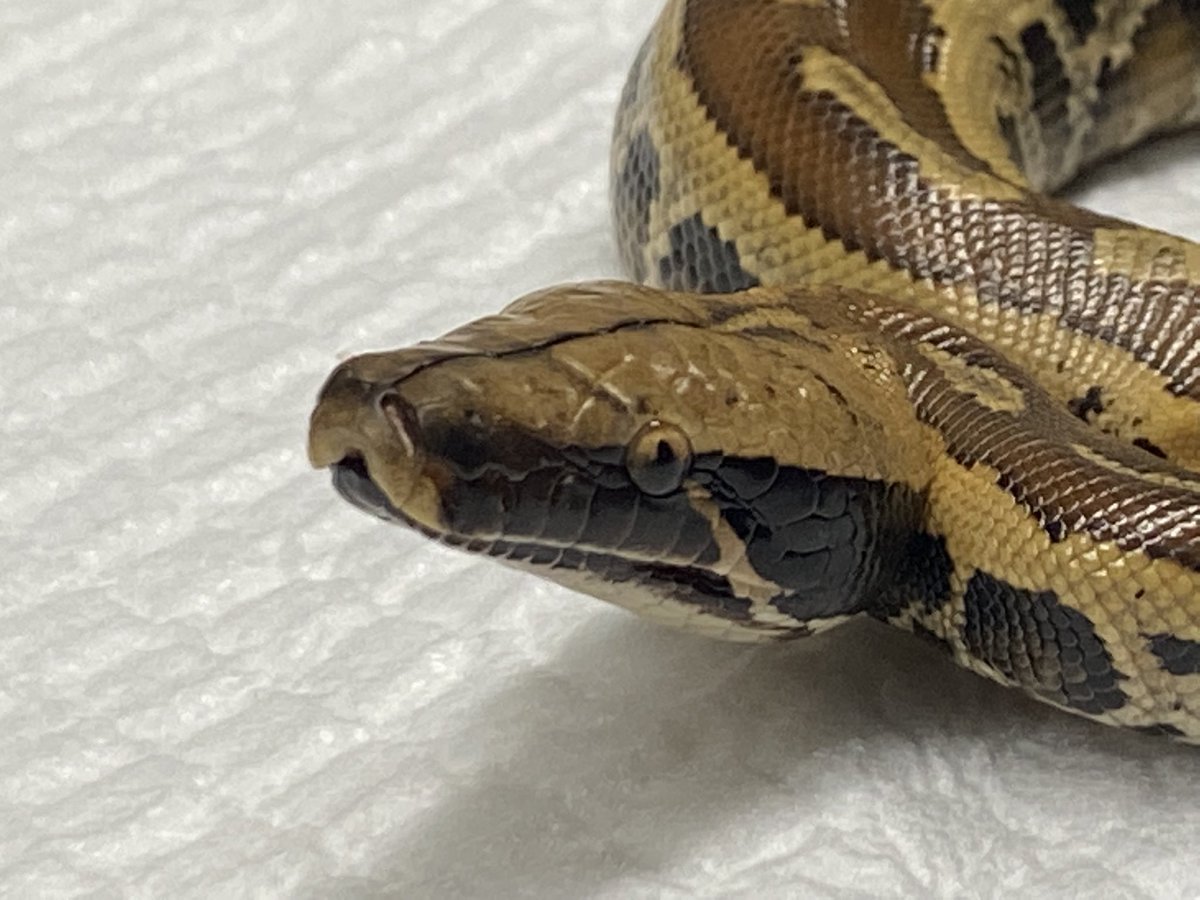 FReptiles's tweet image. 2022.6.16入荷
#マラヤンブラッドパイソン
#PythonBrongersmai
2022インドネシアFH

こちらも人気のマラヤンベビー入荷です✨
すんなり食べてくれれば今週末から販売致します。

★5周年SALE開催中★
生体ALL20~30%OFF🔥

#FINEREPTILES
 #ファインレプタイルズ
#爬虫類専門店広島