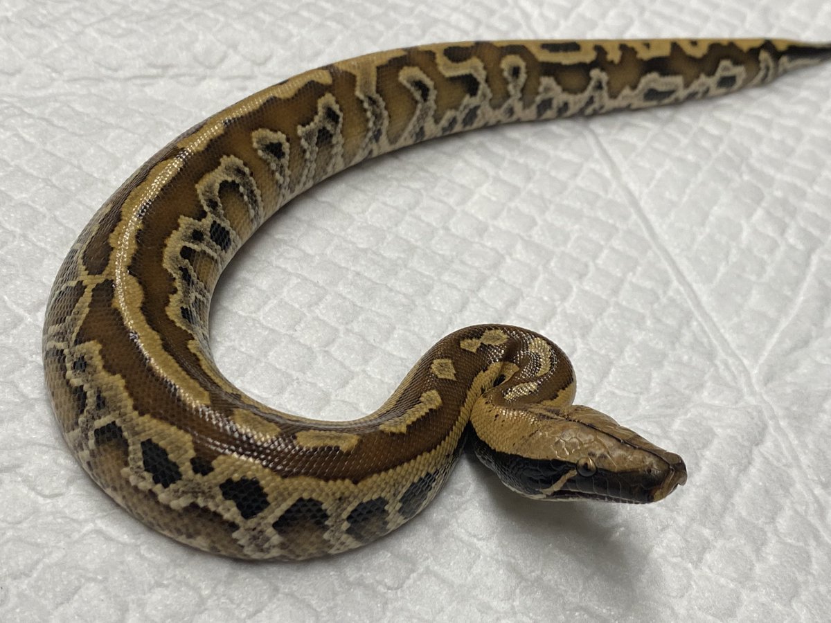 FReptiles's tweet image. 2022.6.16入荷
#マラヤンブラッドパイソン
#PythonBrongersmai
2022インドネシアFH

こちらも人気のマラヤンベビー入荷です✨
すんなり食べてくれれば今週末から販売致します。

★5周年SALE開催中★
生体ALL20~30%OFF🔥

#FINEREPTILES
 #ファインレプタイルズ
#爬虫類専門店広島