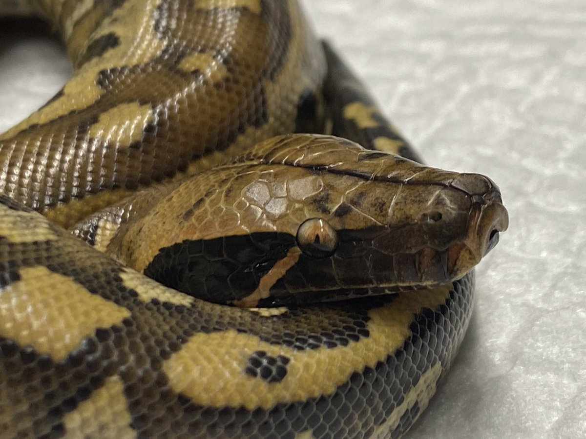 FReptiles's tweet image. 2022.6.16入荷
#マラヤンブラッドパイソン
#PythonBrongersmai
2022インドネシアFH

こちらも人気のマラヤンベビー入荷です✨
すんなり食べてくれれば今週末から販売致します。

★5周年SALE開催中★
生体ALL20~30%OFF🔥

#FINEREPTILES
 #ファインレプタイルズ
#爬虫類専門店広島