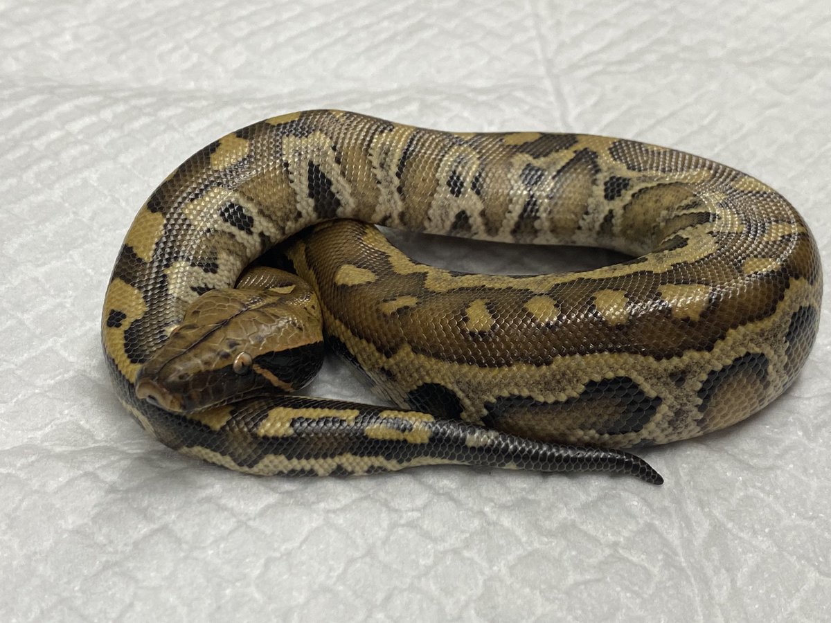 FReptiles's tweet image. 2022.6.16入荷
#マラヤンブラッドパイソン
#PythonBrongersmai
2022インドネシアFH

こちらも人気のマラヤンベビー入荷です✨
すんなり食べてくれれば今週末から販売致します。

★5周年SALE開催中★
生体ALL20~30%OFF🔥

#FINEREPTILES
 #ファインレプタイルズ
#爬虫類専門店広島