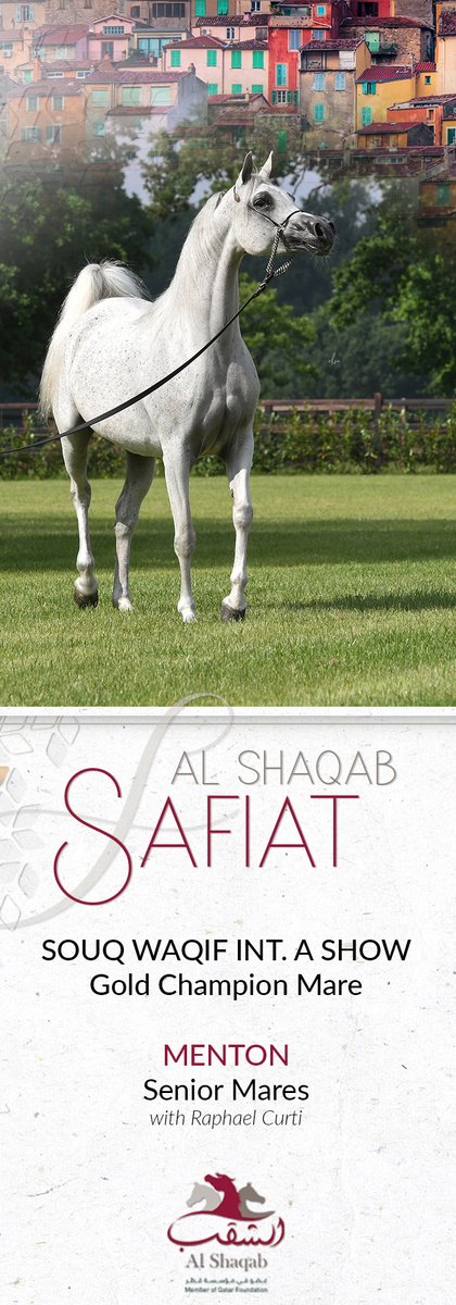 ArabianEssence's tweet photo. Safiat Al Shaqab - Senior Mares Menton 2022 

#alshaqabstud #PrivilegeSFQ  #safiatalshaqab #menton2022 #mentoncontender #raphaelcurti https://t.co/tySs8RZEKu