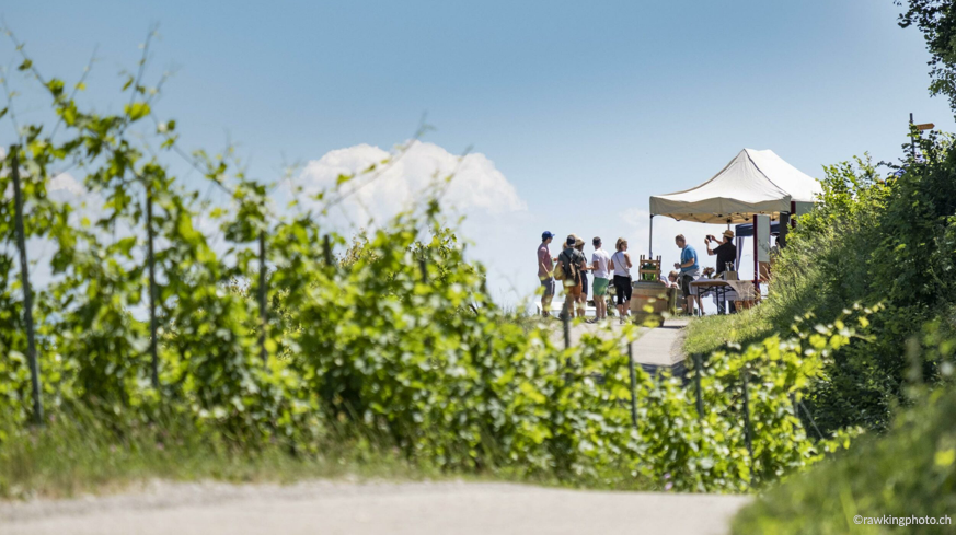 STCorpComm's tweet photo. #Schweizer #Sommer: #Kulinarik-#Spaziergang #Vully @VullylesLacs @fribourgregion - vorbei an #Restaurants, #Bäckereien, #Käsereien &amp; #Wein-kellern! https://t.co/hWnsSNea26 #IneedSwitzerland ☀️🇨🇭🍷 https://t.co/fWIIxXpNfb