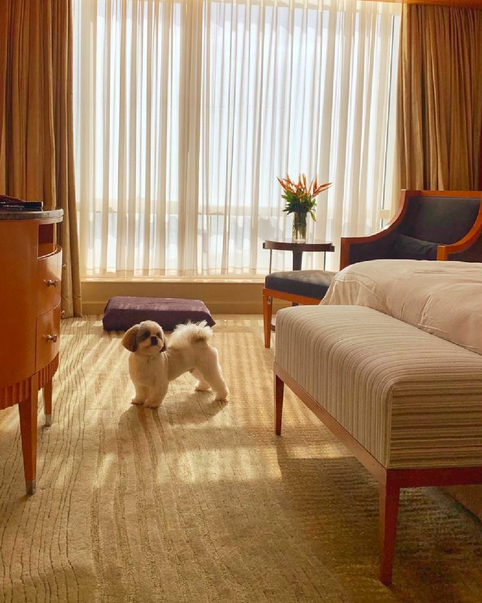 FSMumbai's tweet photo. #DidYouKnow that our rooms and suites are woof-approved? Bring your fur babies for a spectacular staycation and leave your worries behind.
#FSMumbai #FSPets #PetFriendly #DogsofInstagram https://t.co/3jmDTHyr3C