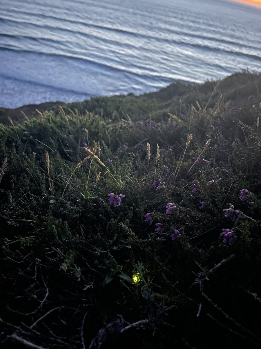 AmityAllen's tweet photo. Absolutely stunning bat survey last night along the coastal path accompanied by displaying glow worms! @PeteMRCooper first time seeing them in the wild since meeting yours. 🌟🌟🌟 @UniExeCEC #batwoman #glowworms #Ecology #magic https://t.co/Rs5sAR3QFe