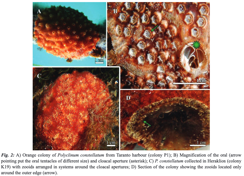 MeditMarSci's tweet photo. Polyclinum constellatum (Tunicata, Ascidiacea), an emerging non-indigenous species of the Mediterranean Sea: integrated taxonomy and the importance of reliable DNA barcode data
Federica MONTESANTO, Giovanni CHIMIENTI, Carmela GISSI and Francesco MASTROTOTARO
#CONISMA #CNR https://t.co/BdhAg2Bhn7