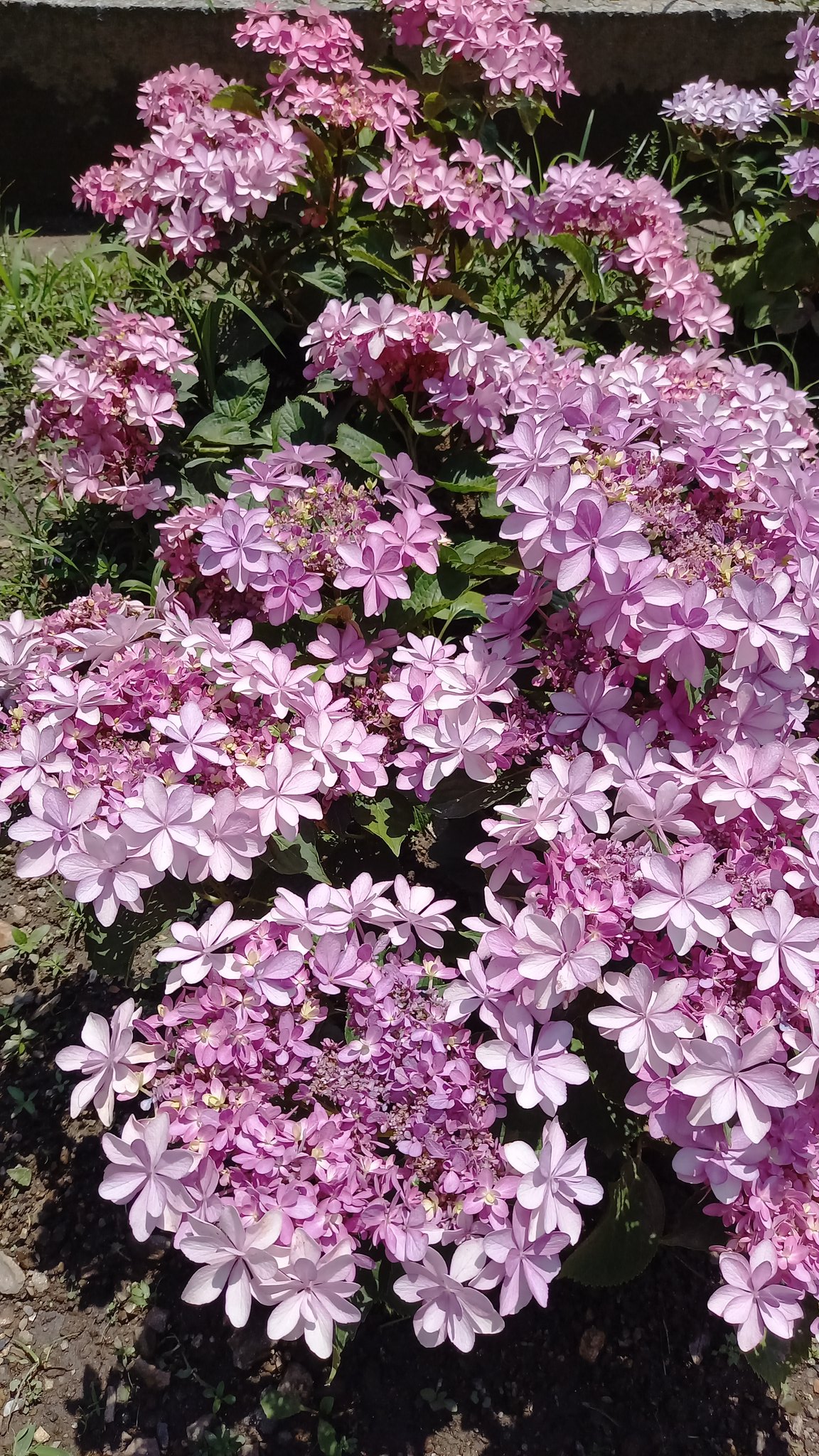遠山 きりな 八重の紫陽花が綺麗だなって 紫陽花のイメージって絵でよく見るあれな感じだったけど 本当にいろんな種類があるんだな T Co 2wcbw1j505 Twitter