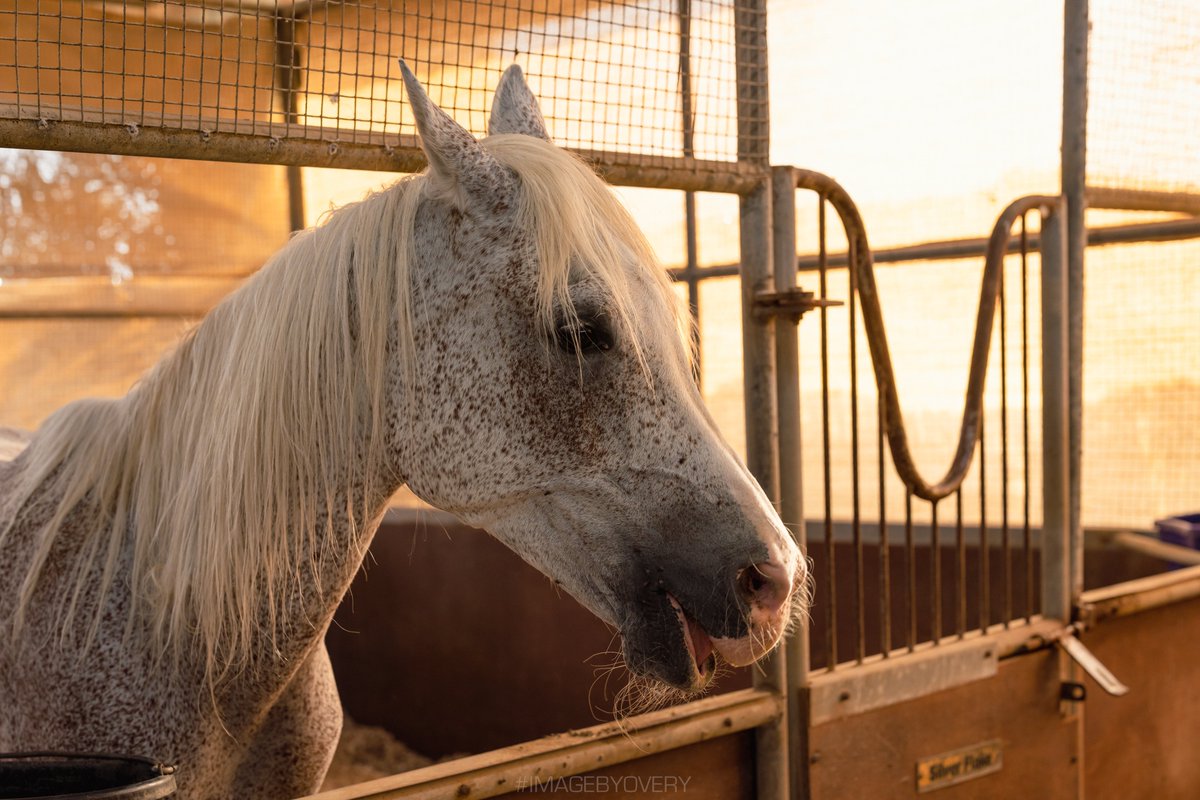 robertovery's tweet photo. SILVERFLAKE #IMAGEBYOVERY #ThursdayThoughts #ArabianHorse #sunrisephotography #dubai #almahaexperience #travel #print #silverflake #marriottbonvoy #travelmakesus https://t.co/gryuWXOj04