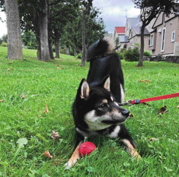 犬めくり おかわり ノア 22年07月28日掲載 何人たりともこのボールには触れさせない ラグビーでもやる Pinqueue