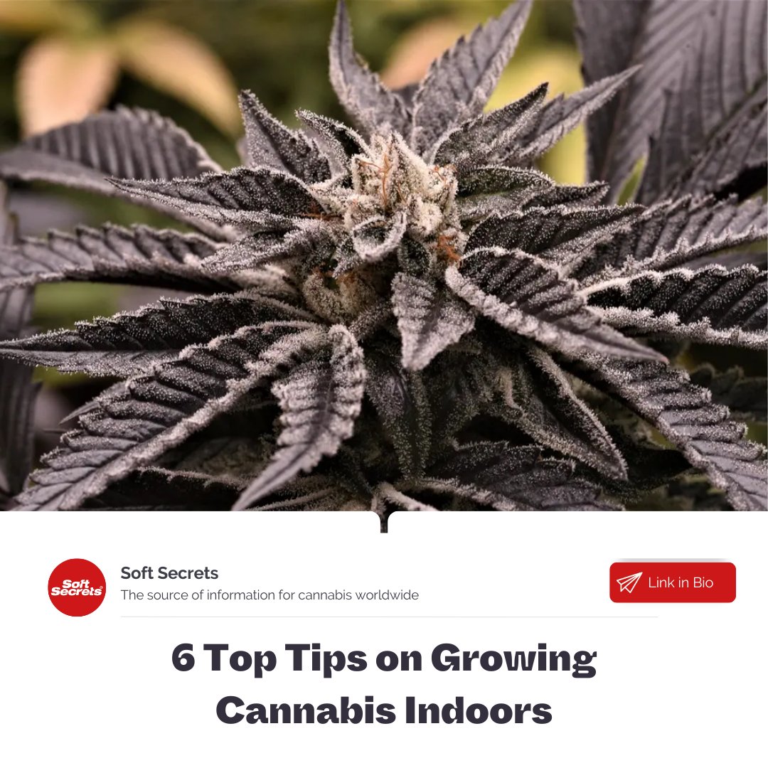 SoftSecrets1's tweet photo. Beginning grower? 🧐

In this article we provide 6 top tips for beginners to follow to make your indoor grow room the ultimate garden, including 5 mistakes to avoid ⭐️

Read full article ➡️ https://t.co/wmKIsnIEGd

#cannabisgrower #cannabisgrowers https://t.co/Z1Y7QCPnQG