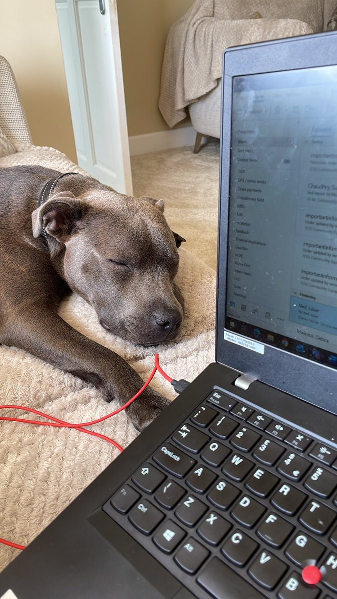 NicoleF_OT's tweet photo. Working from home on triage isn’t so bad when you have a buddy! 💚 https://t.co/ox8AnMCN9A