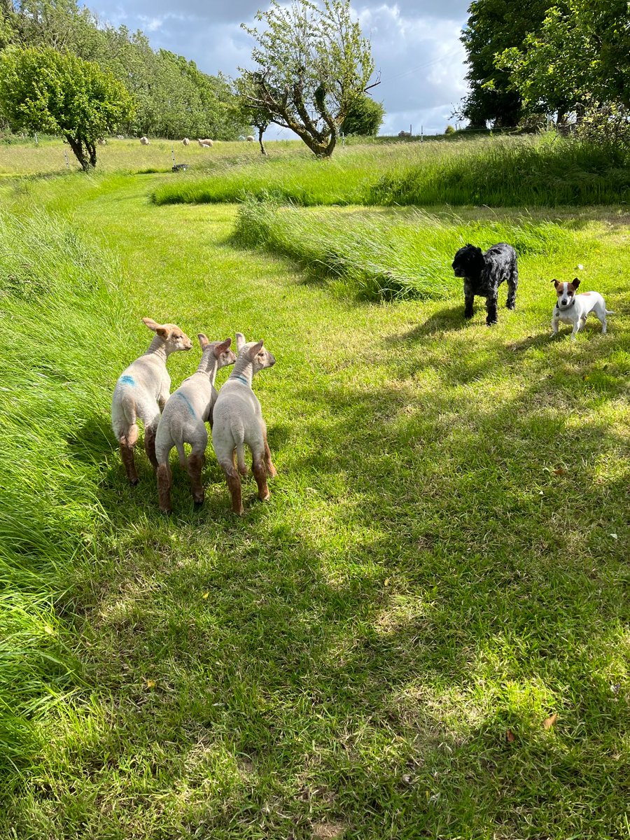 Brookfield Farm tweet media