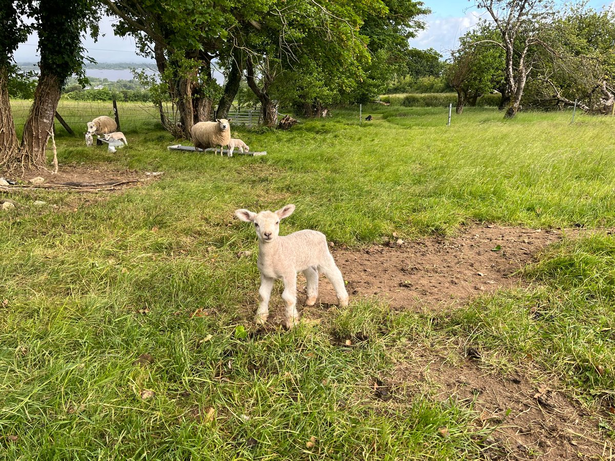 Brookfield Farm tweet media