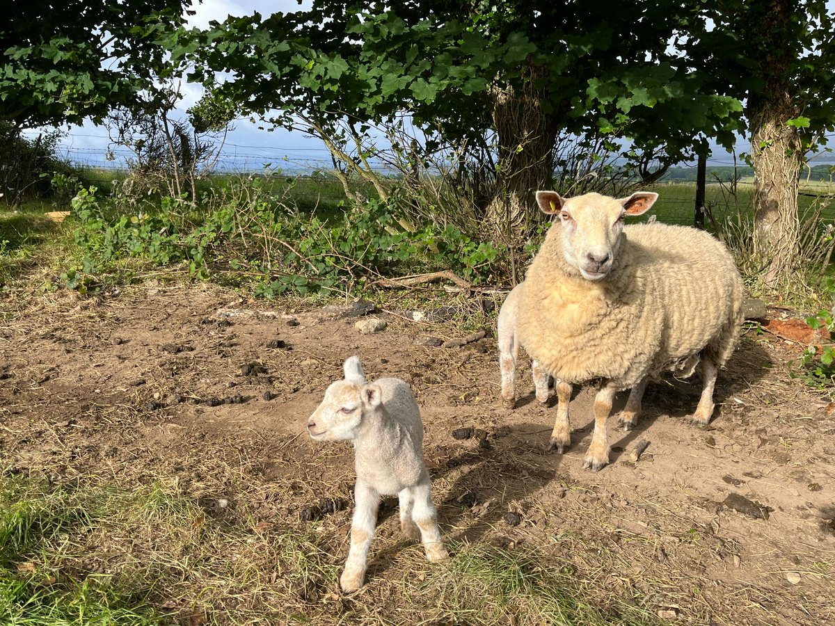 Brookfield Farm tweet media