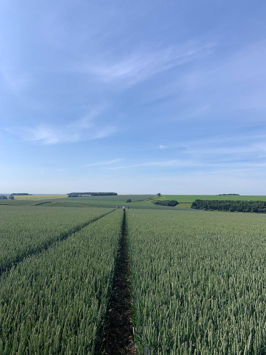 LGSeedsUK's tweet photo. Look at that sky! 

Our Arable Sales Manager @MattShandAg is out in the Yorkshire wolds today talking on plots at the James Mortimer farmer open day. Hope you remembered your hat Matt! 🤠

@j_mortimer_ltd https://t.co/Gk8HGrMJa0
