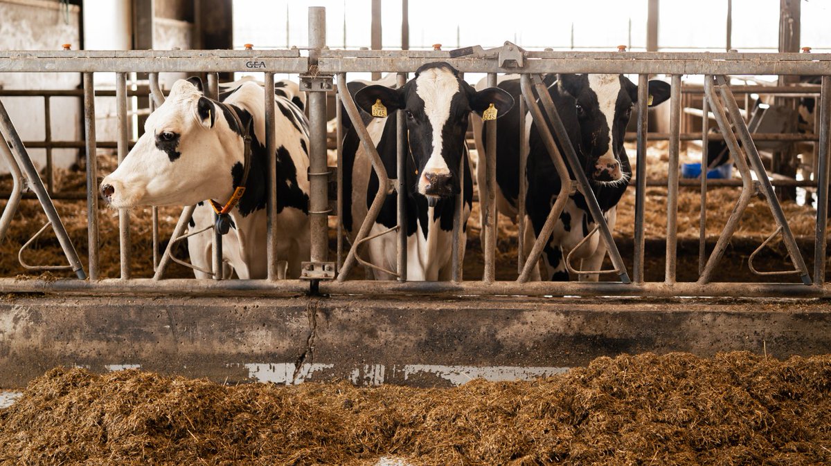 SMK ondersteunt melkveehouders met kennis dierenwelzijn en diergezondheid.   🌍

➡️ bit.ly/3OlXIbg

#OnthewaytoPlanetProof #Dierenwelzijn #Diergezondheid