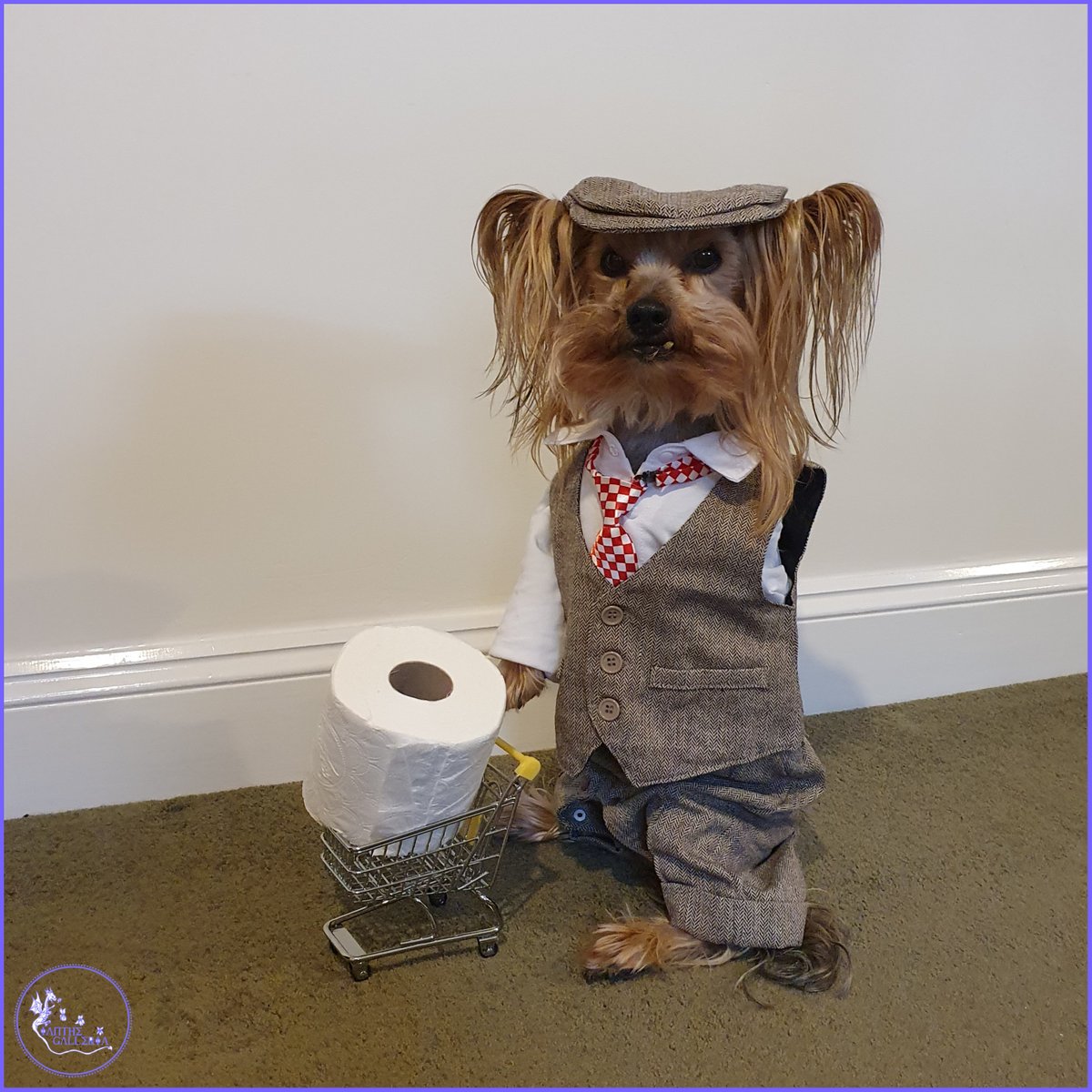#FlashbackFriday to the first Lockdown in 2020.
#NationalToiletPaperDay & @Mr_Pelucchi went on a little shopping trip.
It is also #InternationalDogDay so why not share some of your 4 or 3 legged friends with us in the comments. 
#AMZart #DogsOfTwitter #MrPels #SmallBiz #EarlyBiz