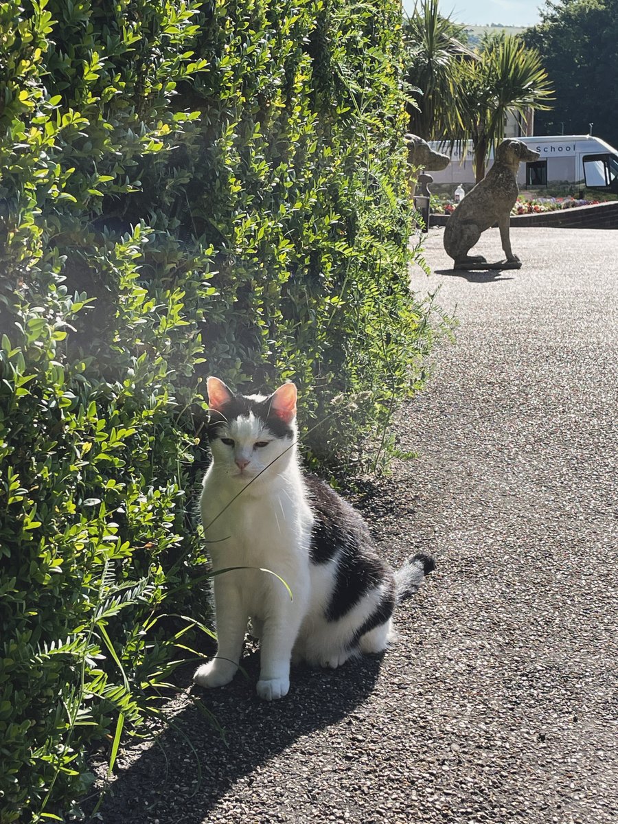 Mutley The Head Cat tweet media