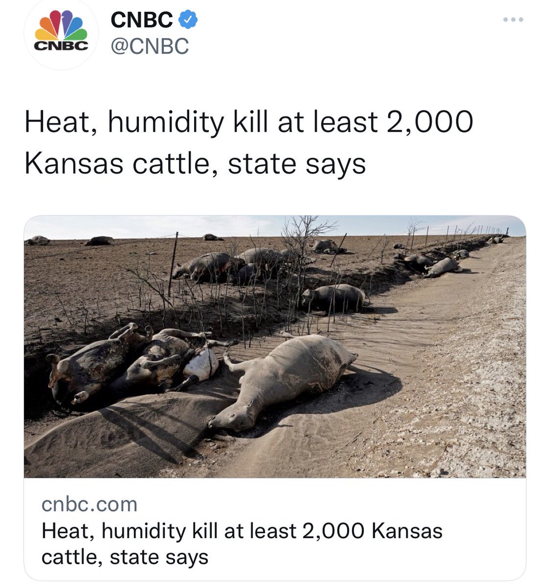 John Gibbons 🇵🇸 tweet media