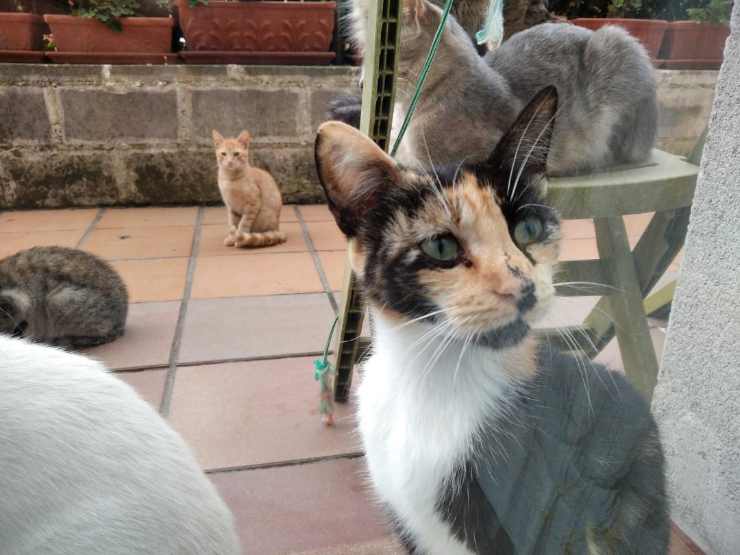 FBB_Officiel's tweet photo. #Stérilisation
🇪🇸Espagne : Les associations sont actuellement confrontées à une campagne «anti-chats» dans la presse.
À cause de pressions des écologistes et de certains scientifiques, l'article sur la stérilisation des chats errants pourrait disparaître de la proposition de loi. https://t.co/r4uV9b33mM