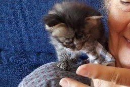 DirenOrtak's tweet photo. 39. gün. Babaannem "sosyal medyalarda ahkam keseceğine önce kıçını temizlemeyi öğren" dedi.

- Çişimi kuma yapmayı zaten 21. günde öğrendim.
- 29. günde kuru mamaya geçtim.
- 30. günde biberonsuz su içmeye başladım
Özbakıma başladım ama popoma yetişemiyorum daha. Yoksa yapacağım! https://t.co/mhwgP9SCni