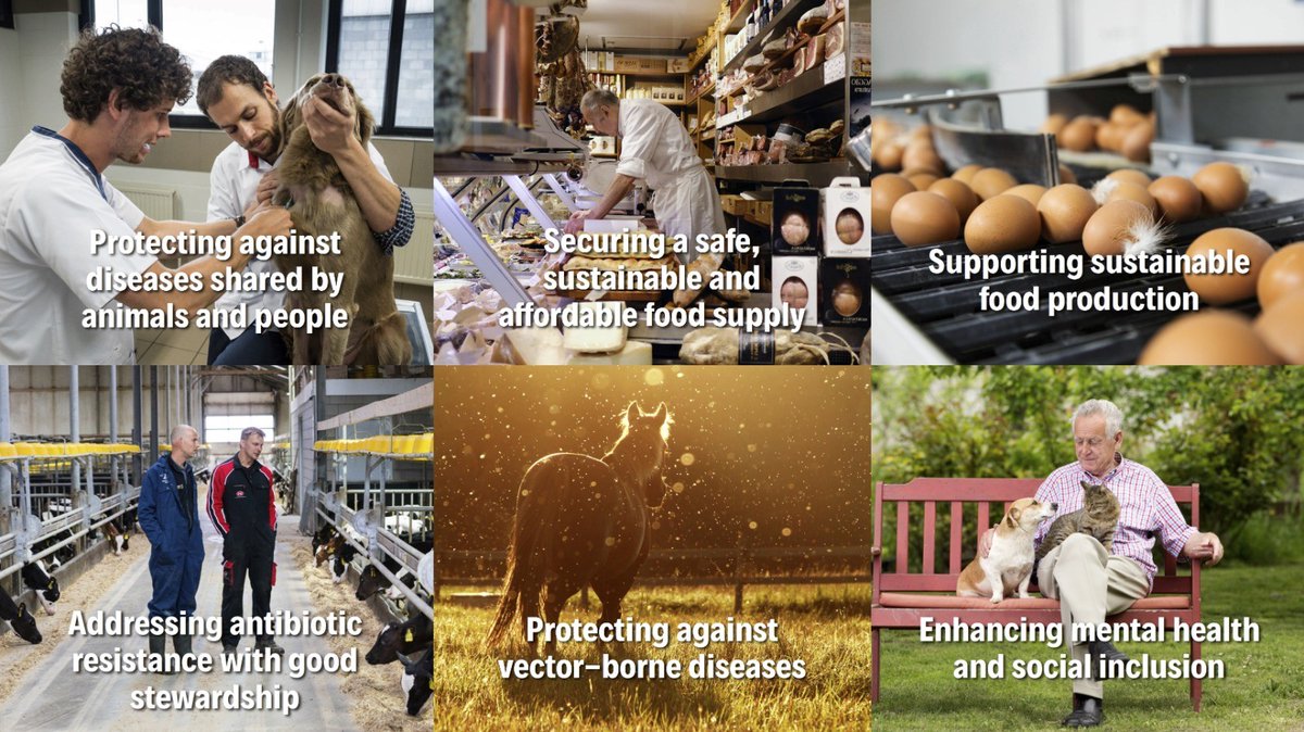 animalhealthEU's tweet photo. Our new President @_Rob_Kelly closes our #OneHealthNow event with a key message: #AnimalHealthMatters

👇This is why👇 https://t.co/8Yet83wm2U