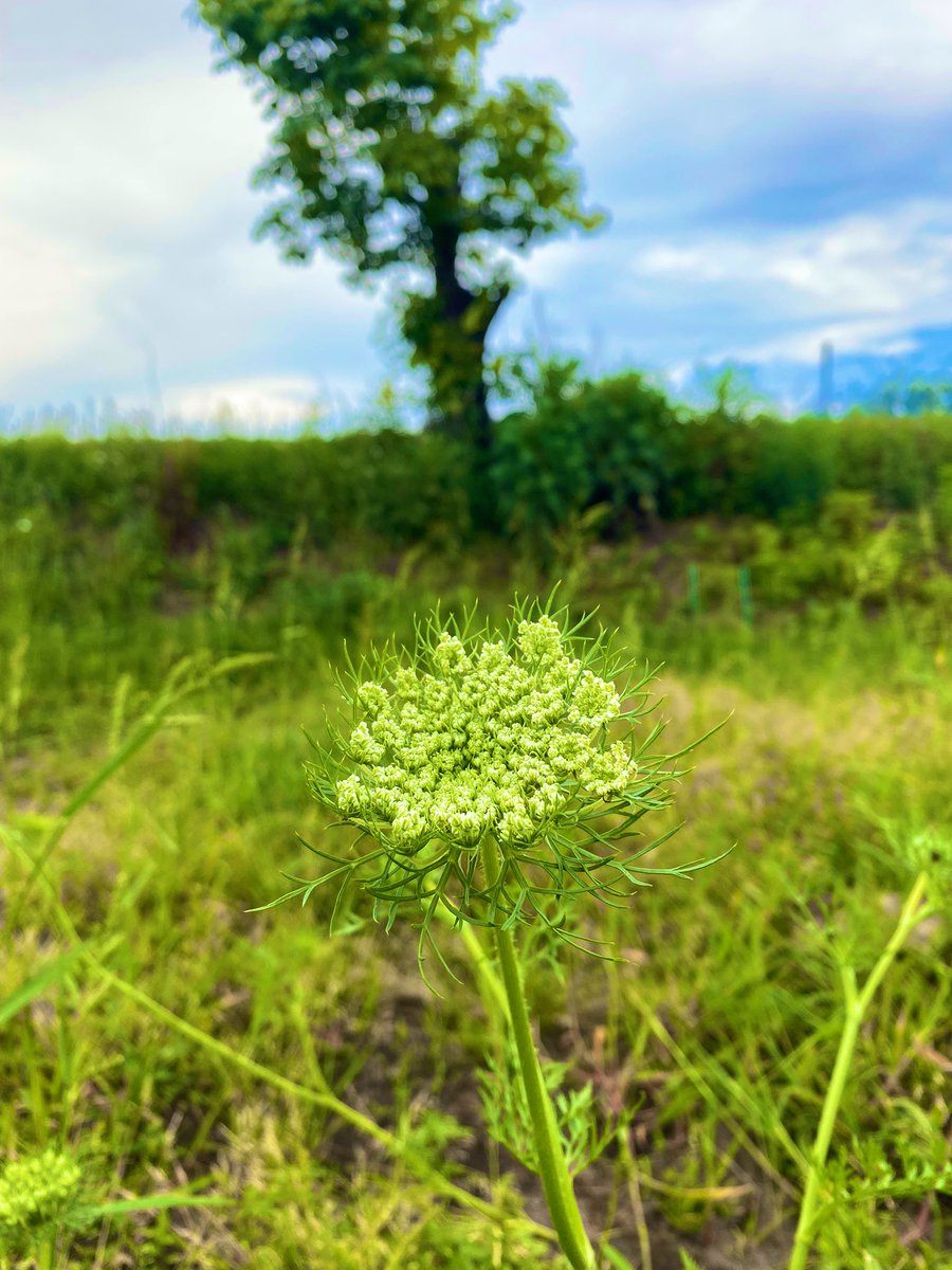 shitofarm's tweet photo. 今季の人参出荷が無事終了しました✨
また来季の植え付けが夏から始まるのでそれまでは少しゆっくり出来る〜☺️
ネットショップ開設もぼちぼち本腰入れます💪

おまけ画像👇
意外とみんな見たことないかも？
人参の花です！ https://t.co/MOB9APDlAy