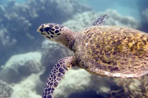 Earth_Changers_'s tweet photo. 🐢Today is #WorldSeaTurtleDay!

🏝️This #island's fishing #notakezone attracts #turtles year-round with more than 200 #coral #species acting as a forest home, shelter &amp; food for more than 450 #fish #species. https://t.co/GolGWujmpk
#worldseaturtleweek #turtle #seaturtle #sdg14 https://t.co/dyRV2oQtCP