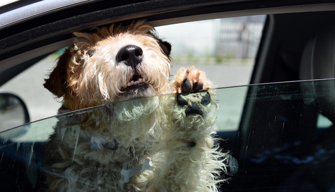 Fondation 30 Millions d'Amis tweet media