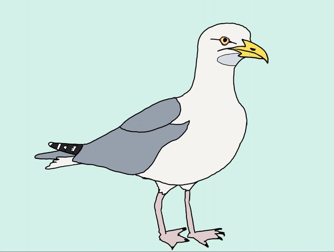 ウミネコのtwitterイラスト検索結果