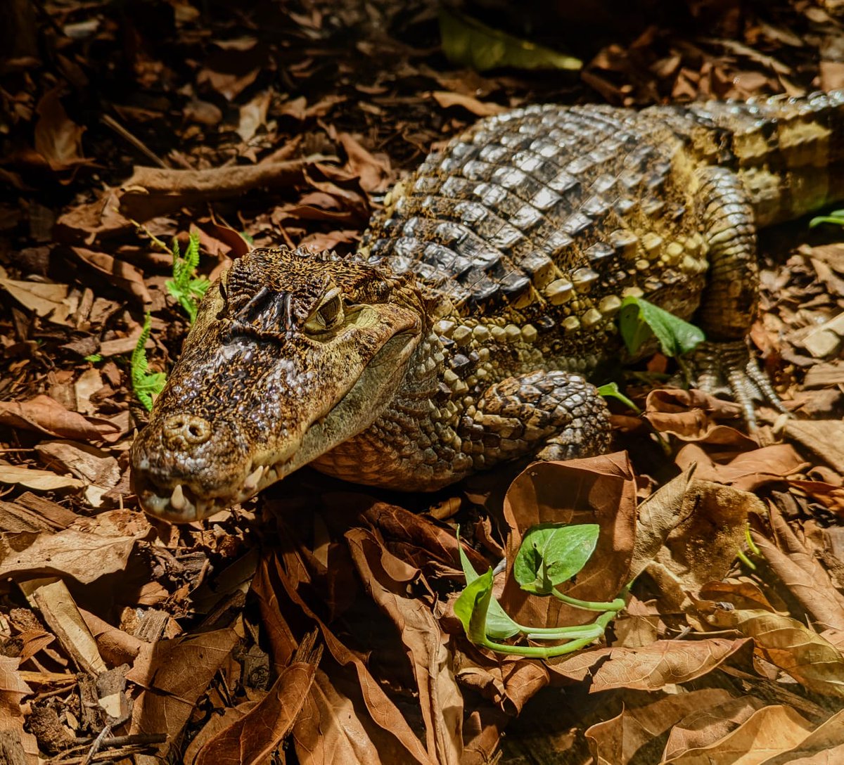 Plantasia6's tweet photo. #Zoo and #Education Manager Mike takes over our #socialmedia on DAY 4 of our #takeoverchallenge with this great shot of our #CaimanCrocodile 🐊
He's looking for volunteers to apply sunscreen to our snappy #crocodiles!!! 😳🤣🫣😎
Let's hope he's only joking!!
#loveyourzoo https://t.co/PhyVuFV6p1