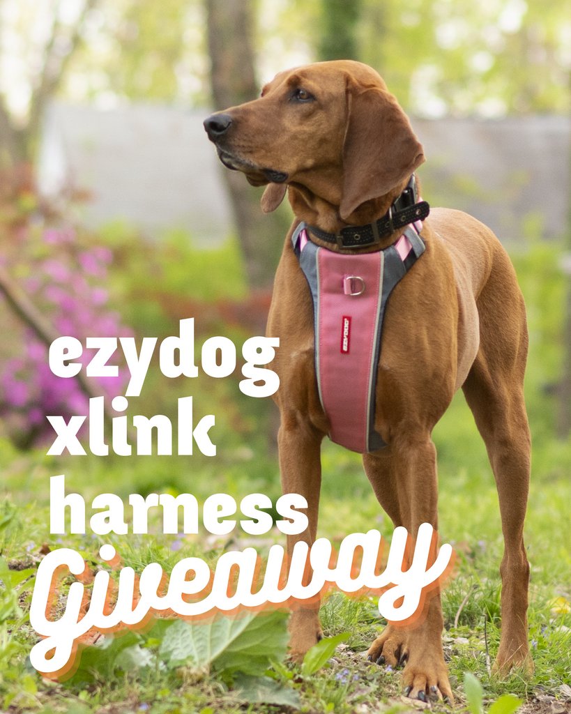Xlink Harness Giveaway! 

This one is US only, open until Monday morning at 10am and anyone who signs up to the mailing list is in with a shot of winning!

Good luck, share this post, like this post and tag peeps! 

#dogsoftwitter

dashboard.mailerlite.com/forms/14567/54…