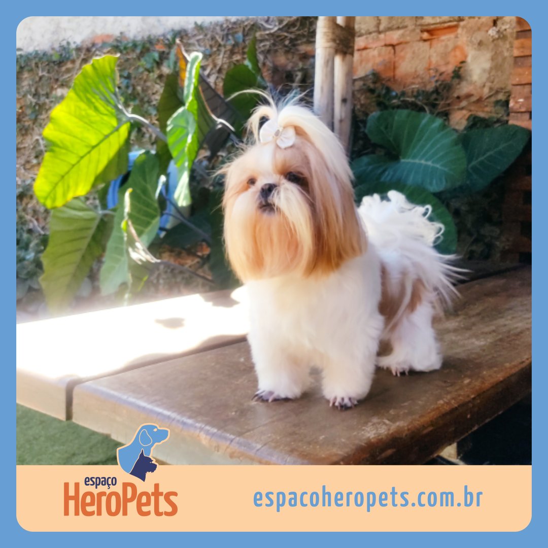 EspacoHeroPets's tweet image. Esta é a Bela, querida cliente do Espaço Hero Pets. 🐶 Ela já experimentou nossa estrutura criada especialmente para Pets. 🐾 Aqui todos são tratados como verdadeiros Heróis.