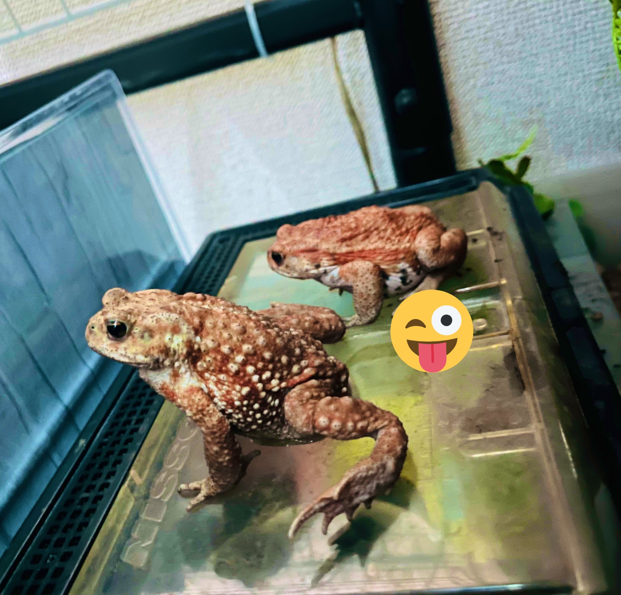 蛙忍者 かえる飼育 Kaeru Ninja Pet Twitter