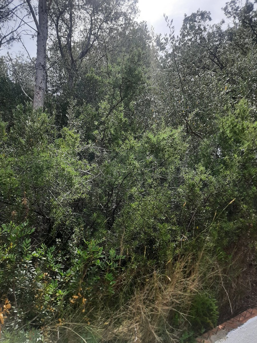 Con esta fotos y como estamos en riesgo de incendio quiero poner una queja al ayuntamiento de Albiñana por la dejadez de esta parcela que nos está afectando y que llevamos presentando escritos para su solución, les recuerdo que estamos en máximo riesgo de incendios ,actúen ya