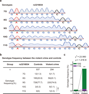 AllanBayat's tweet photo. 5/7. 
Importantly, the distribution of rs3216834-10G/-11G was elevated in a male violent criminal sample from #Chinese Han population

Are we really on the path to find find an anger gene?
#angergene #commondisorder

Next step was to study the mice (...) https://t.co/T6DStBUlyH